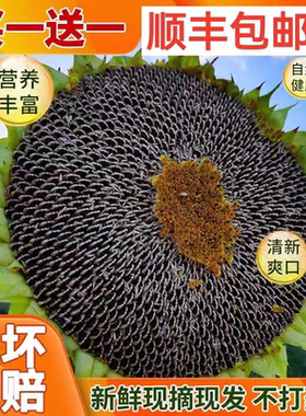 当天摘发顺丰新葵花头饼湿瓜子