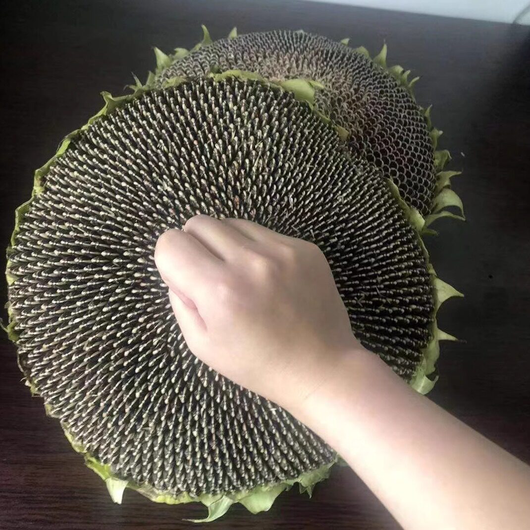 新鲜葵花盘带籽生向日葵带盘原味湿葵瓜子葵花头毛嗑现摘现发