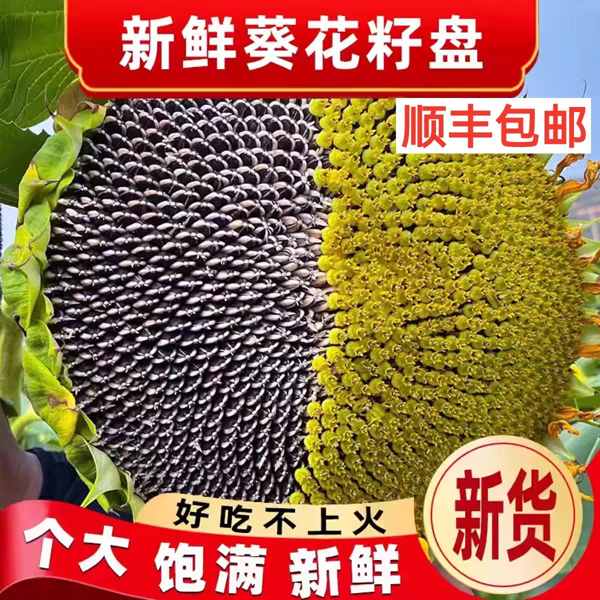 26年新鲜葵花盘带籽生向日葵带盘原味湿葵瓜子葵花头毛嗑现摘现发