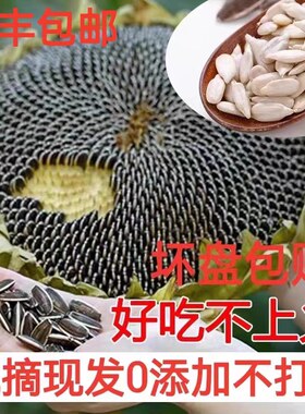 当天摘发顺丰向日葵盘葵花湿瓜子