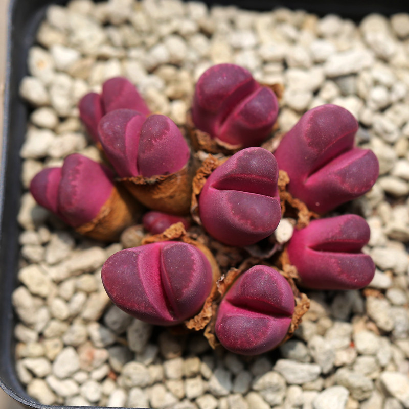 花木E家屁屁花阳台直播容易
