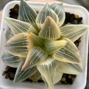 糊斑红纹寿锦  玉露十二卷多肉植物 名品大窗稀有锦