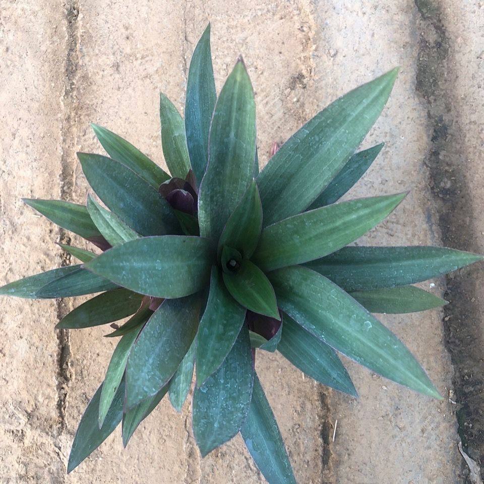 紫背万年青室内外四季常绿盆栽好养观叶蚌兰紫锦兰花农自销包邮