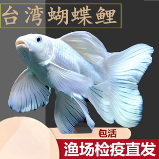 qy蝴蝶鲤观赏鱼苗球体大鳍长尾种红色锦鲤台湾普身活鱼淡水好养泽