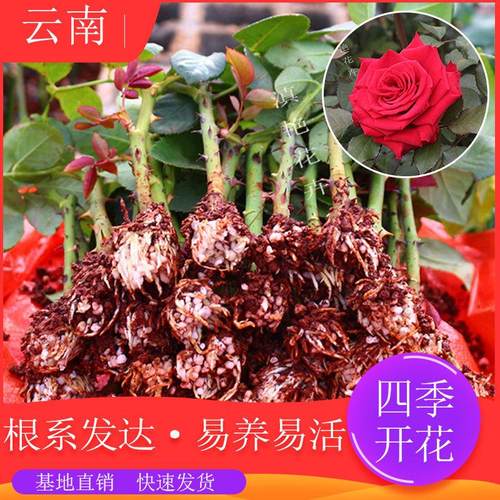 玫瑰花苗 室内盆栽四季开大花易活好养绿化工程苗木基地直销