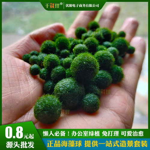 海藻球marimo生态瓶桌面鱼缸水培植物水草造景微景观水藻球马里莫