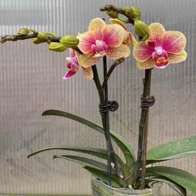 蝴蝶兰带花苞双花剑金蝶兰花苗盆栽花卉室内年宵花四季鲜花花期长