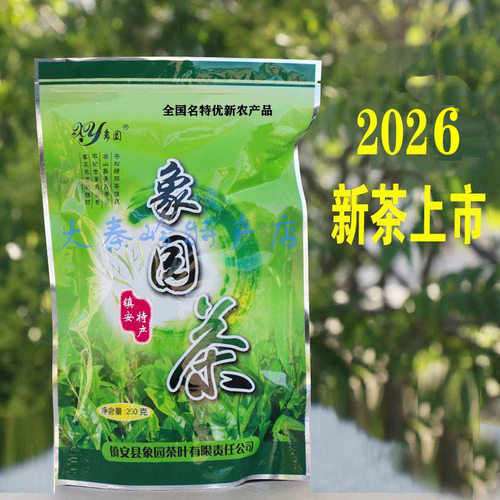 2026新茶镇安象园茶炒青春茶250g