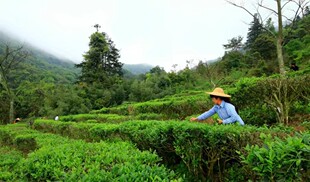 广东封开绿茶本年度新茶正宗浓香茶叶250g农家自种绿茶高山春茶