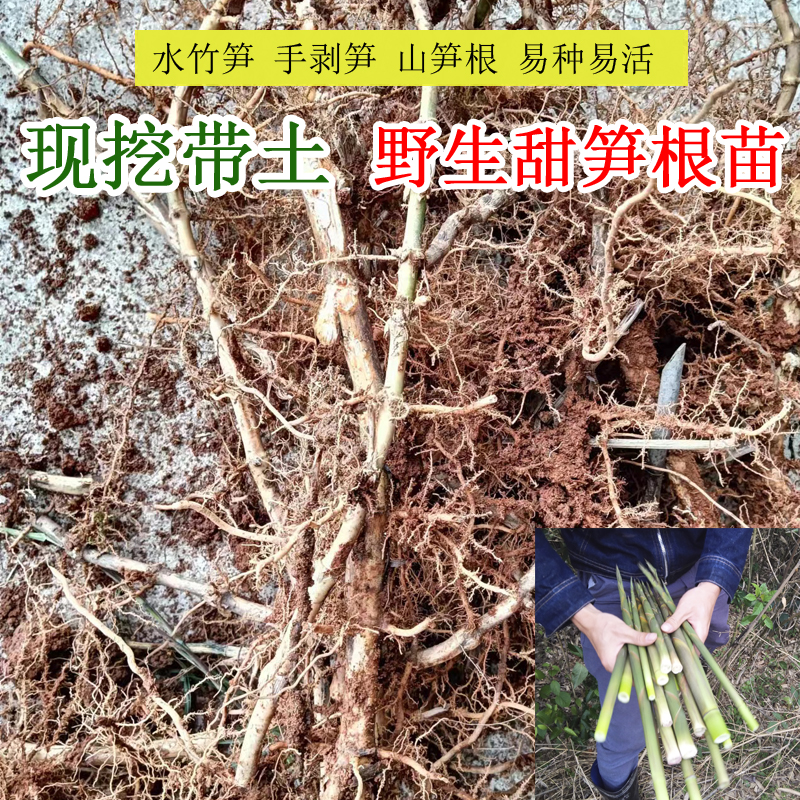 春笋现挖带泥野生笋根食用笋苗甜笋水竹笋竹子苗庭院种植成活率高