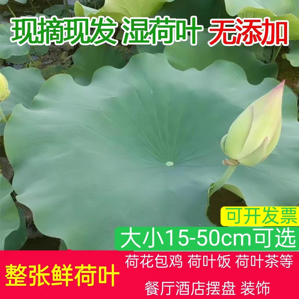 新鲜荷叶整张糯米鸡专用荷叶江西代用/花草茶