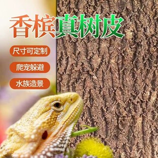 软木树皮香槟树真树皮爬宠鱼缸造景水族装饰贴摄影背板墙面树皮