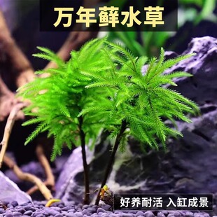 万年藓水草植物真草鱼缸造景雨林缸活体新手易活鹿角藓水培前景草