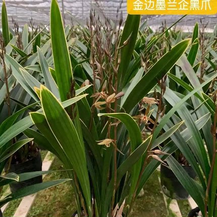 兰花苗金边墨兰报岁兰企黑金华山金嘴室内阳台办公好养绿植盆栽