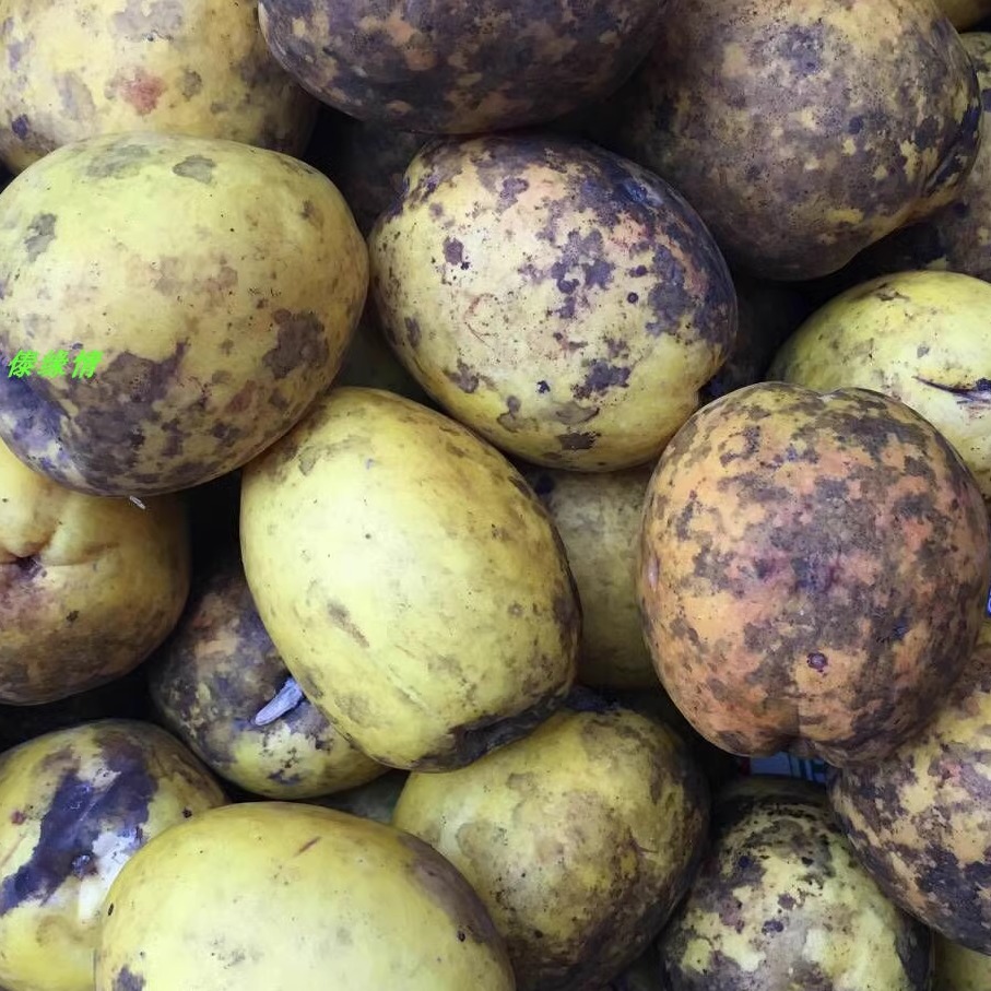 云南德宏特产新鲜足食用酸木瓜