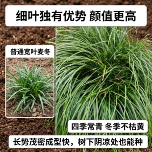 细叶麦冬草玉龙草庭院绿化植物中叶麦冬草苗沿阶草耐寒长叶麦冬草