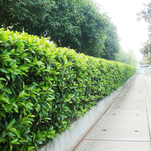 法国冬青树苗绿篱庭院日本珊瑚树围墙篱笆庭院景观植物耐寒易种活