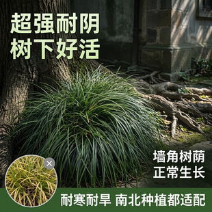 细叶麦冬草长小叶麦冬草苗常绿耐阴耐寒草坪花园绿化四季青沿阶草