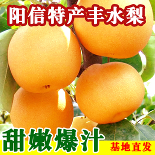 山东阳信特产丰水梨鸭梨水分足够甜口感十足营养丰富基地直发好吃