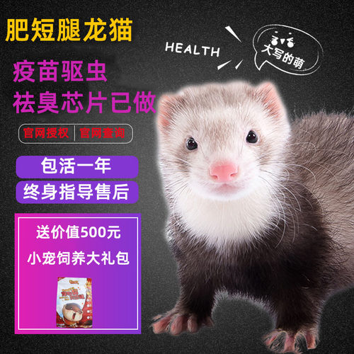 视频挑选宠物貂雪貂小龙貂幼崽活体貂宝宝全国包邮包活半年