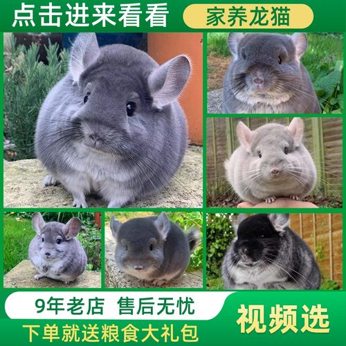 龙猫活体已打疫苗家养长毛卷毛幼崽宝宝活物可爱灰色毛绒公仔宠物