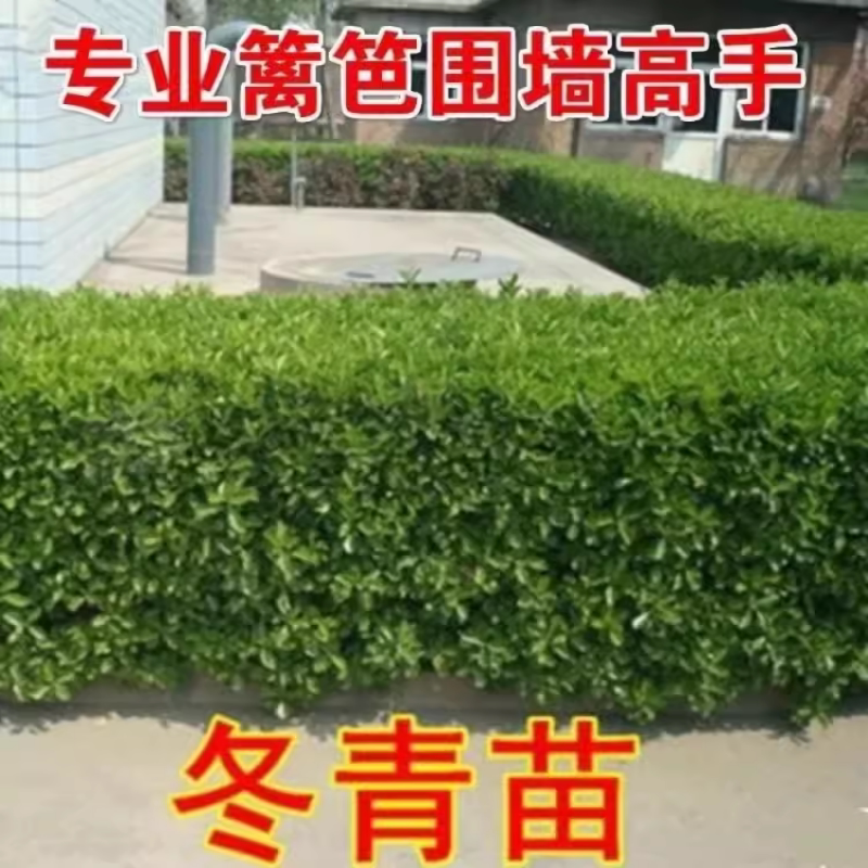 冬青树苗篱笆苗四季常青庭院围墙行道绿化苗木大叶万年青室外常绿