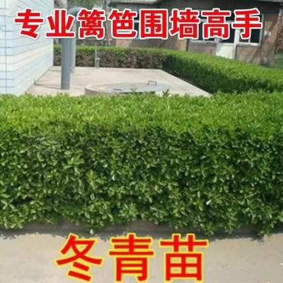 冬青树苗无多年生四季常青冬青