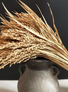 天然干稻穗稻谷麦穗干花稻穗拍摄 摄影道具橱窗装修造景五谷丰登