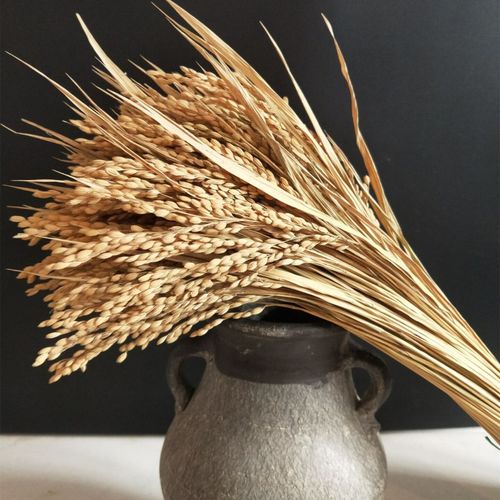 干稻谷干花干花稻谷稻穗