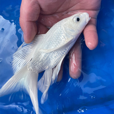 台湾蝴蝶鲤鱼普身纯种球形石膏白长尾银白观赏鱼好养耐冷水鱼龙凤