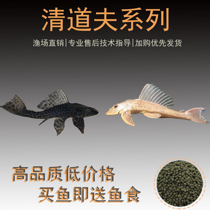 清道夫鱼鱼缸清洁除藻清苔热带鱼观赏鱼新手好养金苔鼠工具鱼