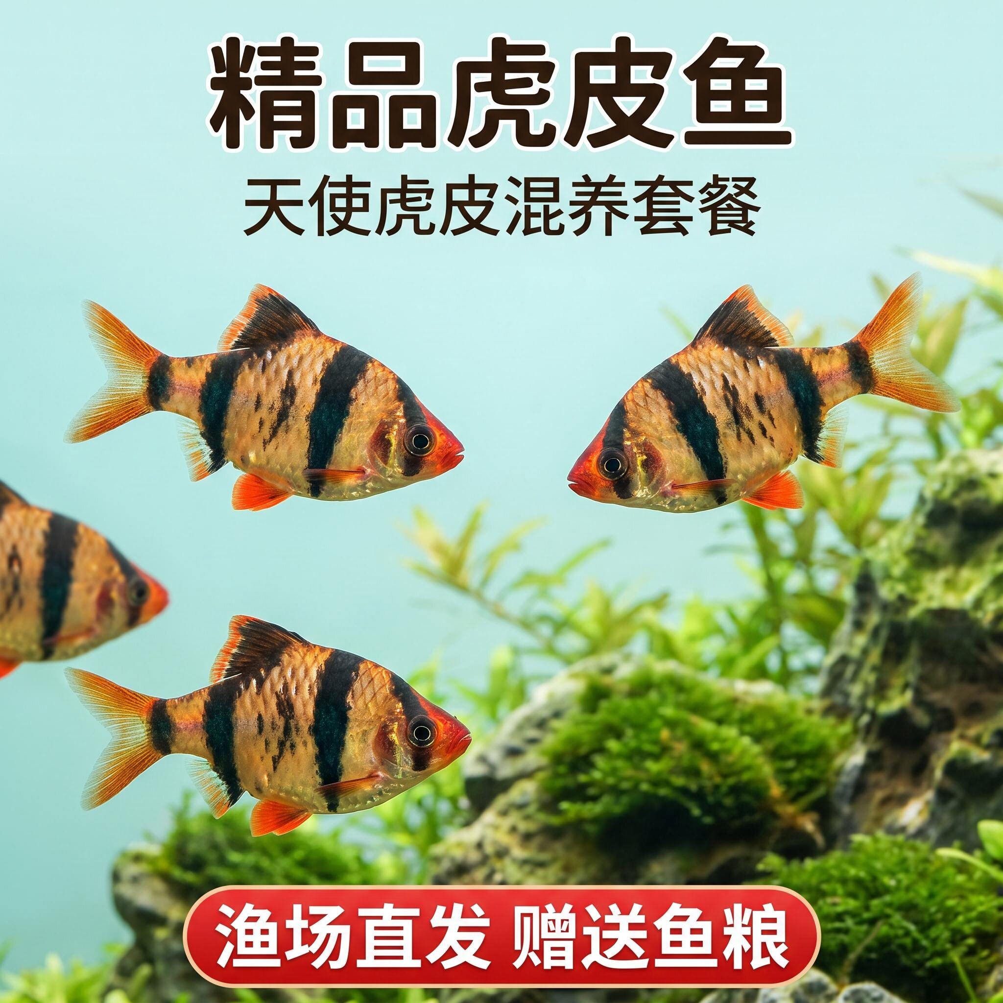 虎皮鱼热带淡水小鱼三间四间鱼
