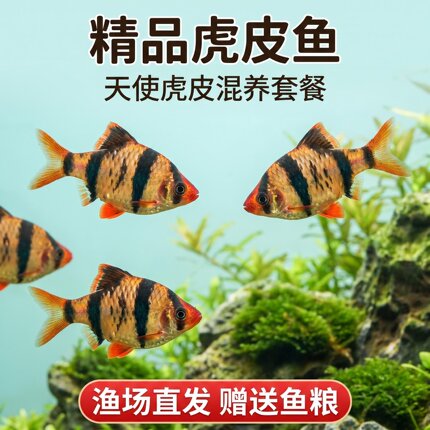 虎皮鱼四间鱼活体热带淡水小鱼新手好养小型鱼群游天使混养