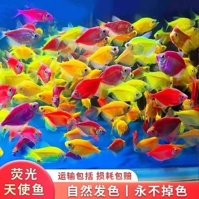 天使观赏鱼热带淡水观赏鱼群游不褪色七彩神仙鱼斑马孔雀鱼可混养