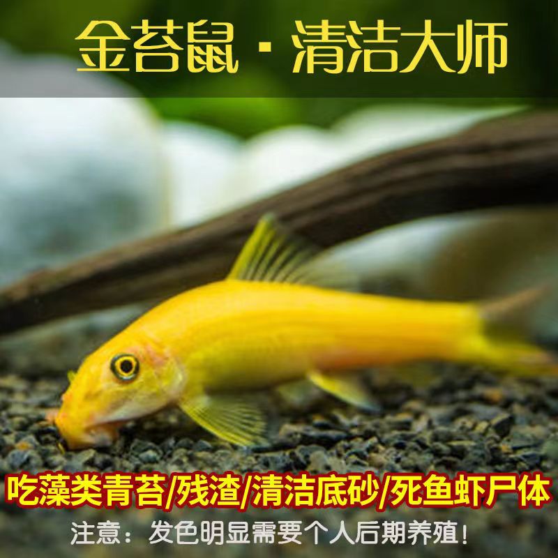 金苔鼠鱼热带淡水清苔除藻