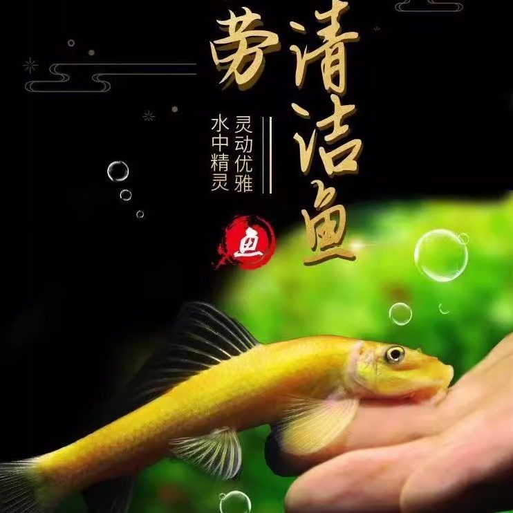 清道夫鱼金苔鼠鱼老鼠鱼鱼缸清洁工具清洁三剑客吃青苔除藻,宠物/宠物食品及用品,鱼,淘宝优惠券,粉丝福利购,淘宝优惠卷