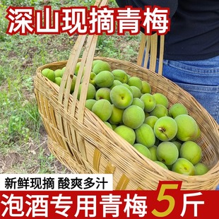 2026云南青梅5斤大果现摘酸脆高山泡酒酵素梅子鲜酸水果丽江青梅