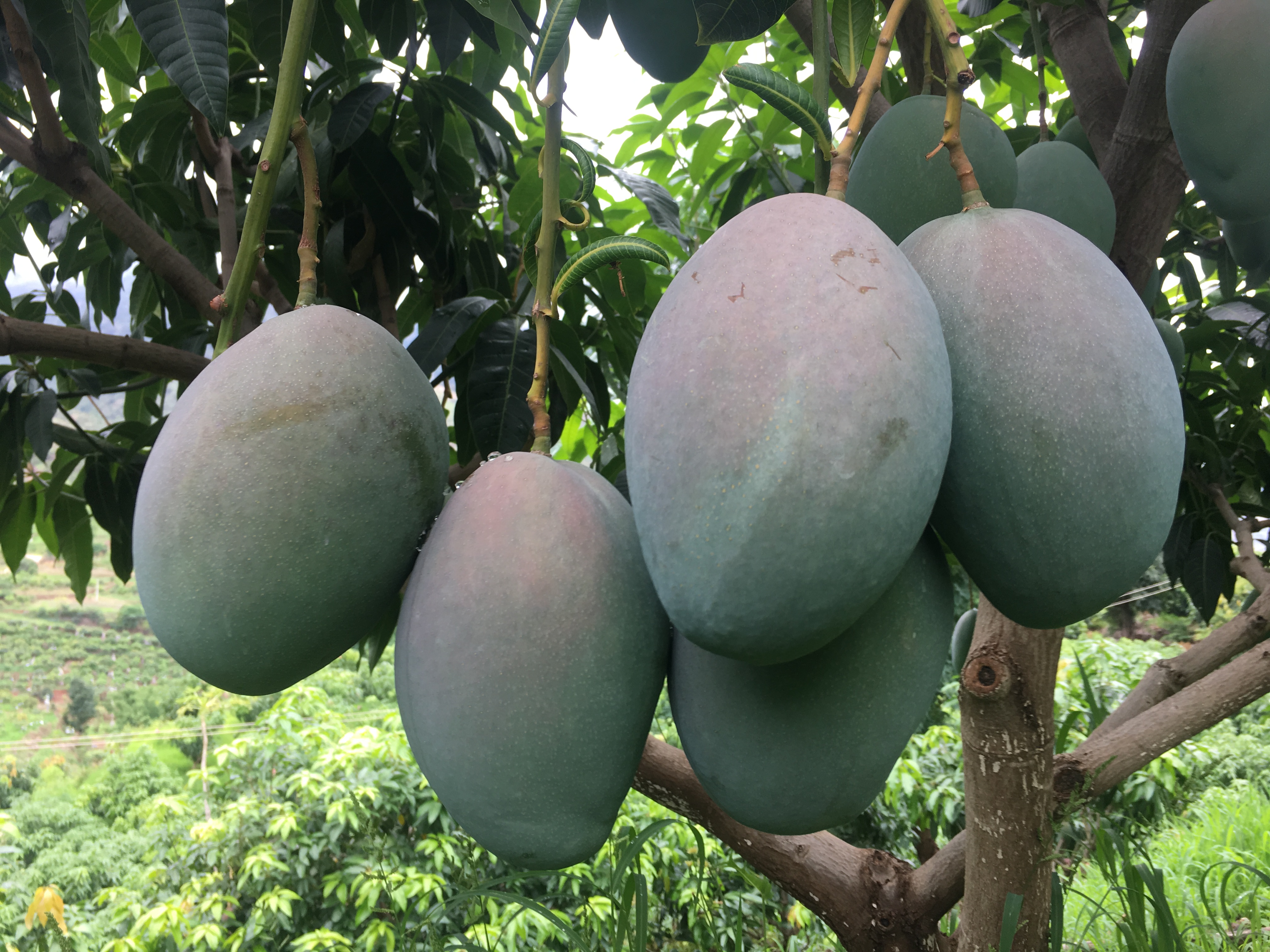 四川攀枝花凱特芒果 5斤裝中果 單果400-1500g