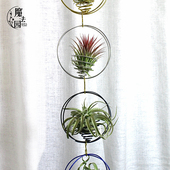 空气凤梨 创意 Tillandsia阳台垂吊 圆环铝线挂架 空气草悬挂支架