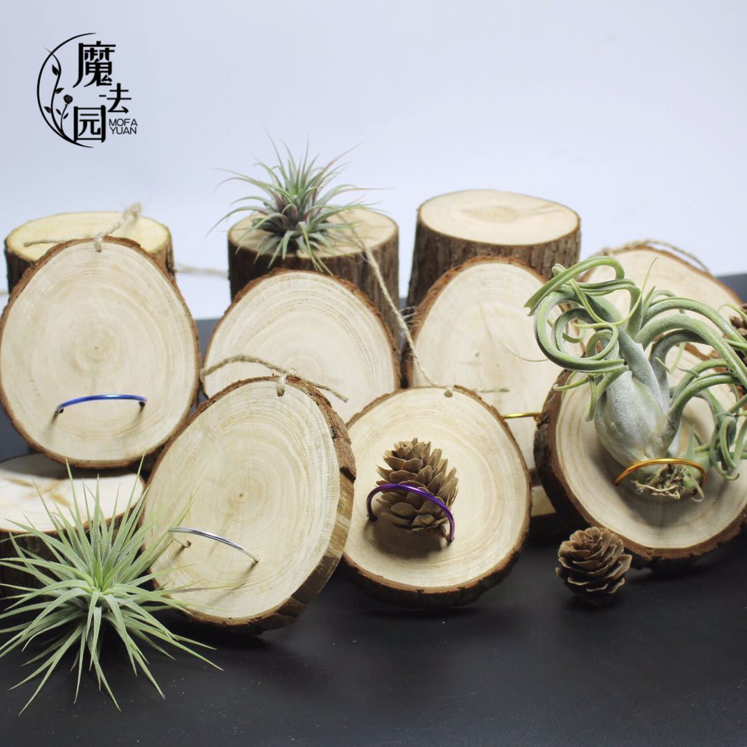 空气凤梨原木挂架壁挂卧室垂吊