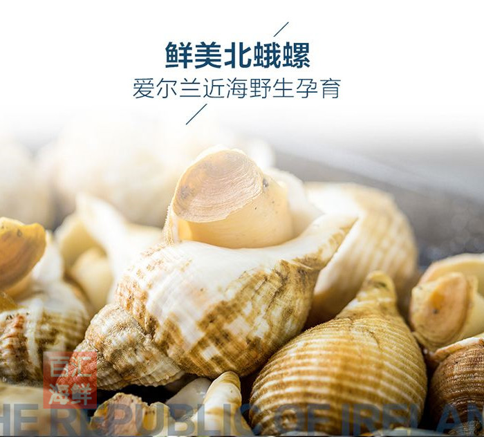 【爱尔兰北蛾螺】2斤/包(25-35粒) 熟冻海螺白螺烧烤刺身寿司西餐