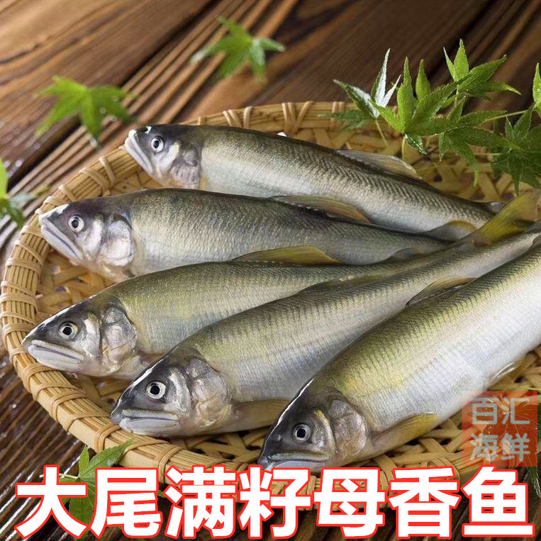 【冷冻满籽香鱼】1kg大条多春鱼多籽鱼寿司居酒屋烧烤铁板炙烧