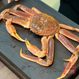 【鲜活松叶蟹】2斤/只 活蟹广州同城跑腿 进口长脚蟹海鲜水产雪蟹