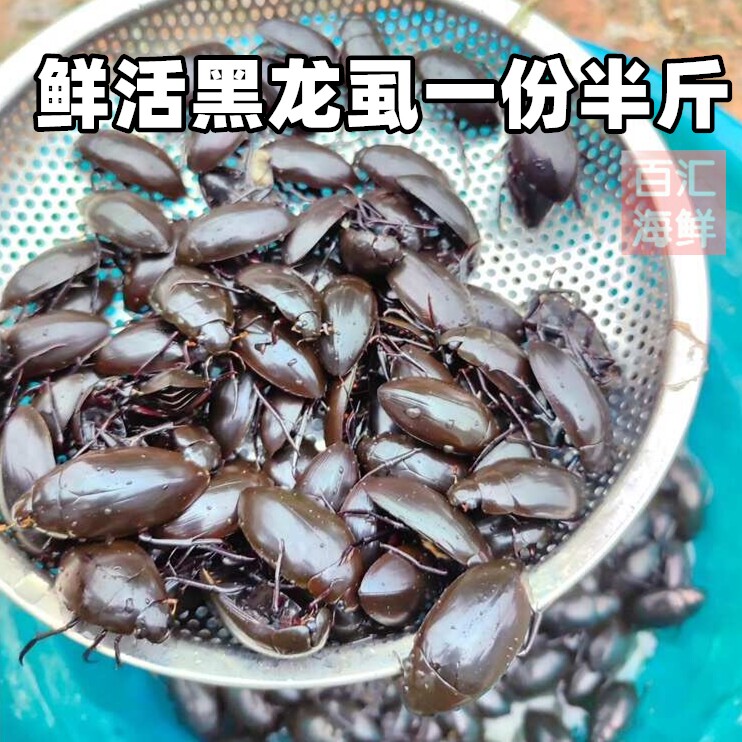 半斤【鲜活黑龙虱 】80-90只黑水鳖水蟑螂活体水鳖虫射尿龟水龟子