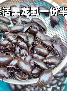 鲜活黑龙虱半斤活虫发货水蟑螂