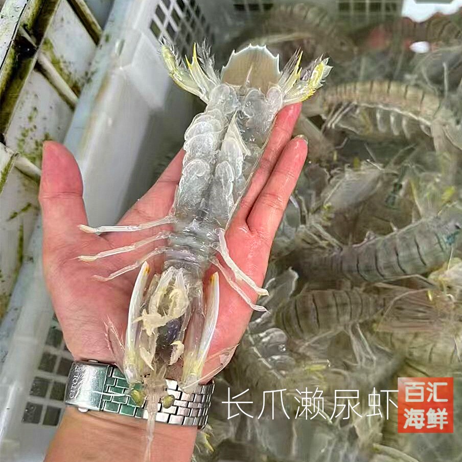 长爪濑尿虾 广州跑腿 非膏虾 活虾小皮皮虾肉虾虾菇清蒸椒盐美极
