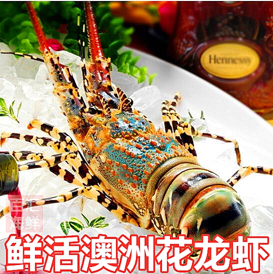 5斤/只 新鲜刺身龙虾澳龙彩龙花龙青龙仔波龙