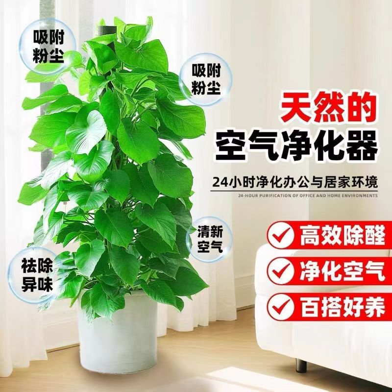 大叶绿萝柱盆栽净化空气易养