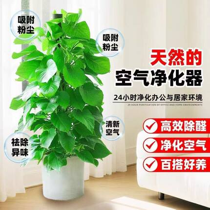 大叶绿萝柱盆栽客厅绿植室内净化空气办公室大型绿箩好养活
