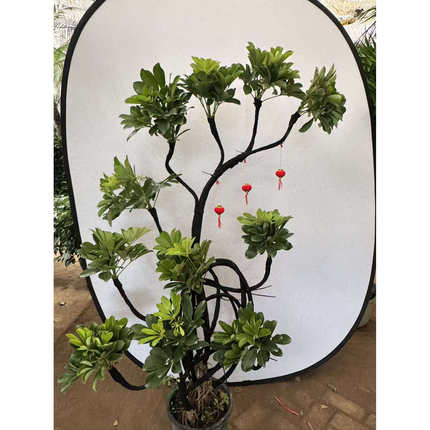 鸭脚木盆栽室内绿植观叶植物丛生净化空气好养活适合新手